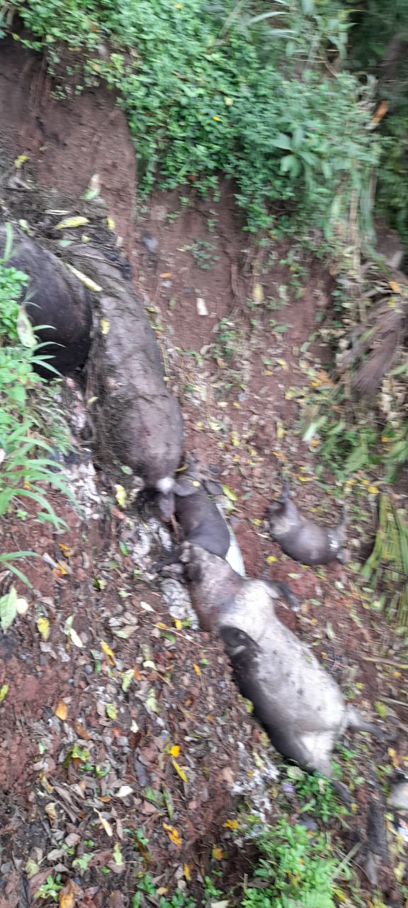 foto bangkai ternak Babi