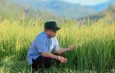Tak Sekadar Duduk di Kantor! Bupati Sirajudin Pilih Turun ke Sawah Saat Panen Padi IPB 15S
