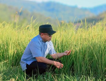 Tak Sekadar Duduk di Kantor! Bupati Sirajudin Pilih Turun ke Sawah Saat Panen Padi IPB 15S